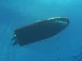MAUI MARINE LIFE #1