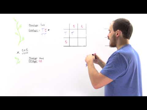 how to determine genotype