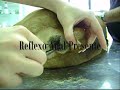 Acupuntura Veterin�ria
