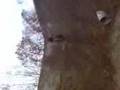 crosse met HONDA MTX-SH