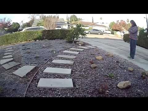 how to transplant dymondia