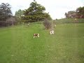 Cavalier King Charles Spaniels