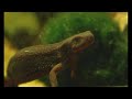Cynops Pyrrhogaster (Japanese Fire Belly Newt)
