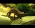 Cynops Pyrrhogaster (Japanese Fire Belly Newt)