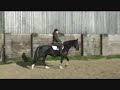 4 yrs 16.0 hh Black Irish Sport Horse - Dorset