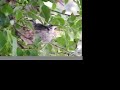 Mama Hummingbird Nest & her Twin Hummers Mama Hummingbird Nest & her Twin Hummers