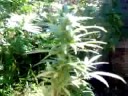 My marijuana plants 1 week in 2 bud