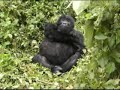 Gorillas in Rwanda Gorillas in Rwanda