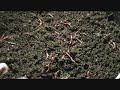 Various Stages Of Vermicomposting - Pt2 Various Stages Of Vermicomposting - Pt2
