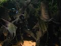 Feeding my Pterophyllum altum