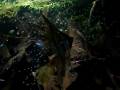 Feeding my Pterophyllum altum