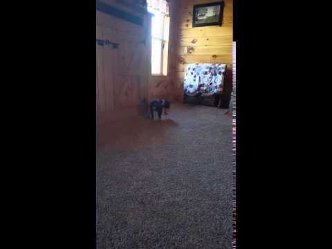 This is a video of Laci playing fetch!