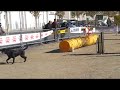 BLACKY (16.11.08) - Open agility TOSSUTS - 2on circuit