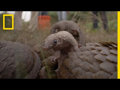 Nigerians Fight to Protect the World's Most Trafficked Mammal | National Geographic