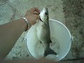 Alcune catture di pesca Alcune catture di pesca