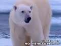 Why animal is better than you