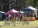 Papillon Agility Australia - Buddy 3 Jumping