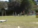 Papillon Agility Australia - Buddy 3 Jumping