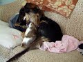 Dog eating cat. Dog eating cat.