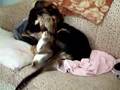 Dog eating cat.