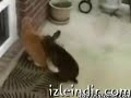 bugs bunny and cat