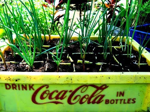 how to grow scallions