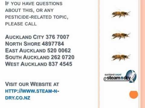 how to get rid of wasps nz