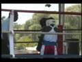 Danny Sandoz Summer Gloves