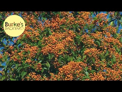 how to transplant pittosporum