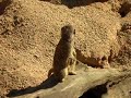 London Zoo - mongoose (mangouste)