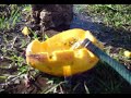 Papaya Head Water Barfer and Cat