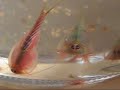 Triops Diary - Days 15 & 16 Triops Diary - Days 15 & 16