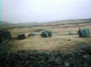 chciken hunting