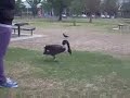 rofl swan.mp4 rofl swan.mp4