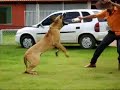 ALAN FILAS DE FAZENDA -TESTE DE TEMPERAMENTO