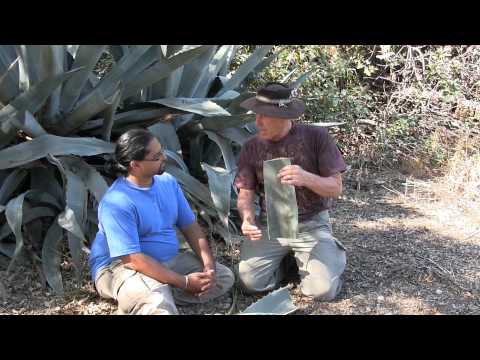 how to replant agave