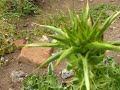 Milkthistle and Broadleaf plantain. Milkthistle and Broadleaf plantain.