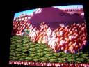 CDX Battletoads Sega Genesis CDX Battletoads Sega Genesis