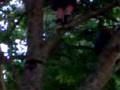 climbing trees