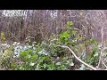 Click here to watch this video Bigfoot Sighting (real)