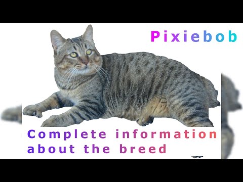Pixiebob. Pros and Cons, Price, How to choose, Facts, Care, History