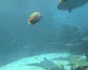 Seaworld Queensland
