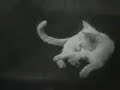 The Private Life of a Cat III- Alexander Hammid & Maya Deren