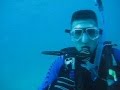 Swimming with Barracuda