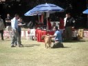 ESPECIALIZADA DOGO DE BURDEOS MAYO 2008 MEXICO D.F. CCDDB ESPECIALIZADA DOGO DE BURDEOS MAYO 2008 MEXICO D.F. CCDDB