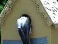 Chickadees Chickadees