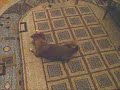 clumsy Peral