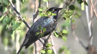 Brewer's Blackbird Video