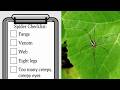 Are Daddy Longlegs Spiders? (Re: 8 Animal Misconceptions Rundown)