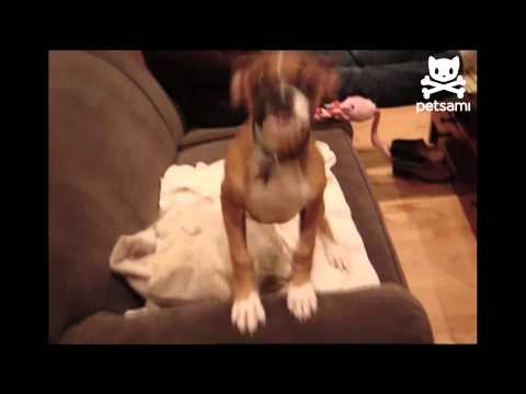 Excited - A man returns home after a long day at work and is greeted by his boxer who is literally shaking with excitement! For more hilarious pet videos check out htt...